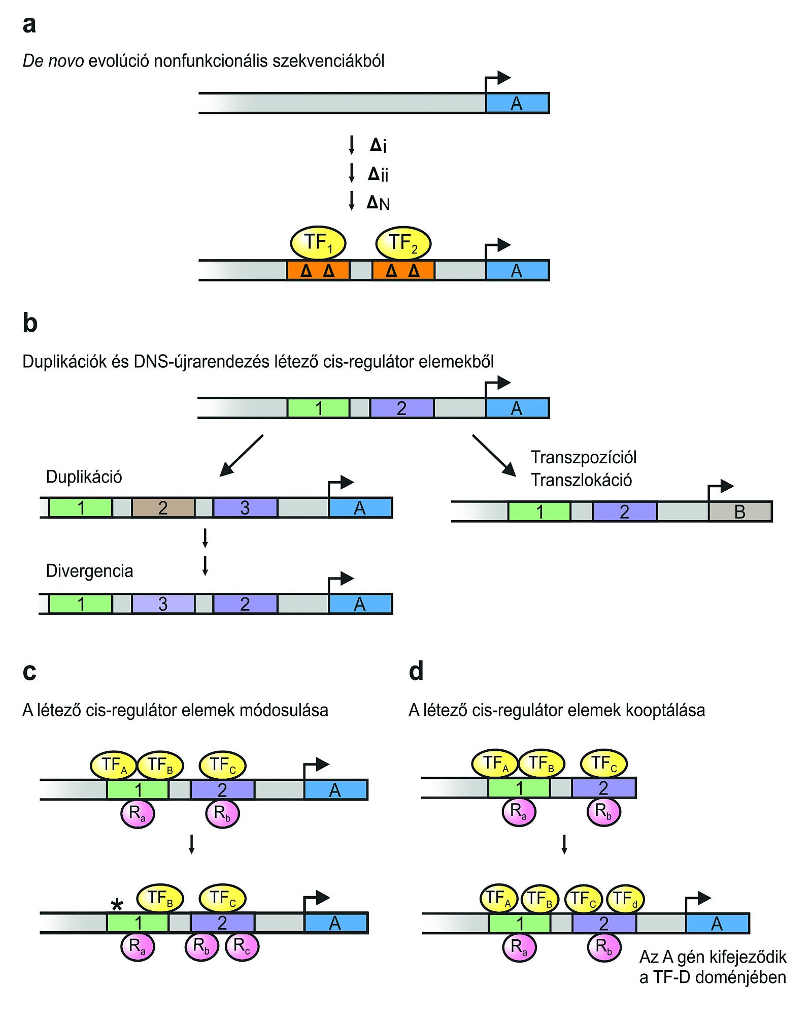 A cisz-regulátor elemek evolúciójának négy alapvető módozata (TF: transzkripciós faktor; Δ: mutáció; R: represszor)